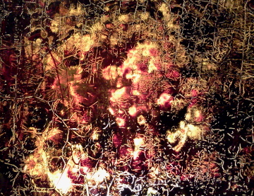 Metamorfosi(notte)
